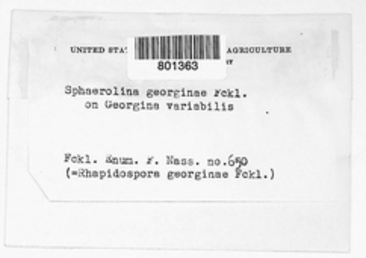 Sphaerolina georginae image